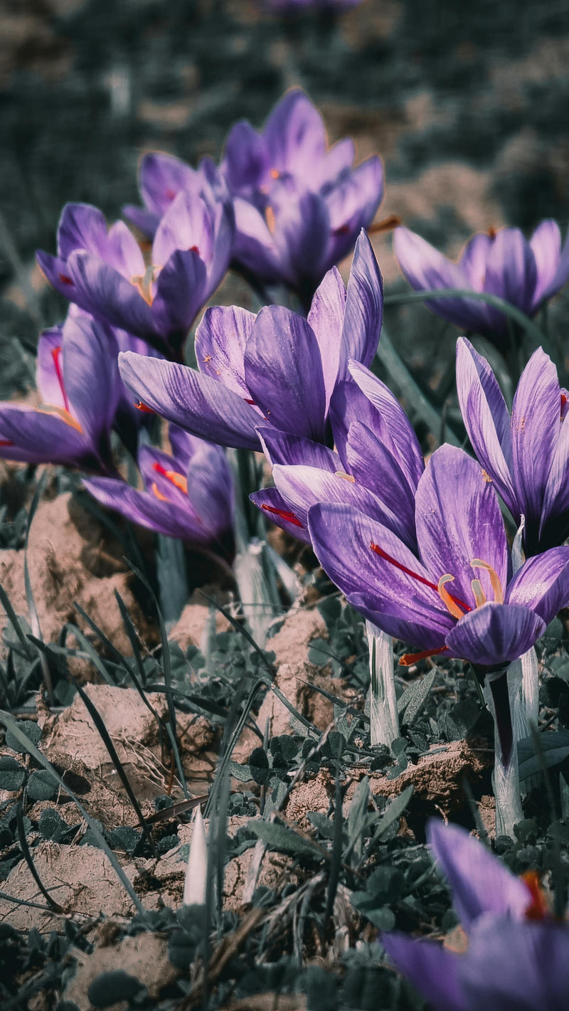 Saffron flowers in a field — comparing origins