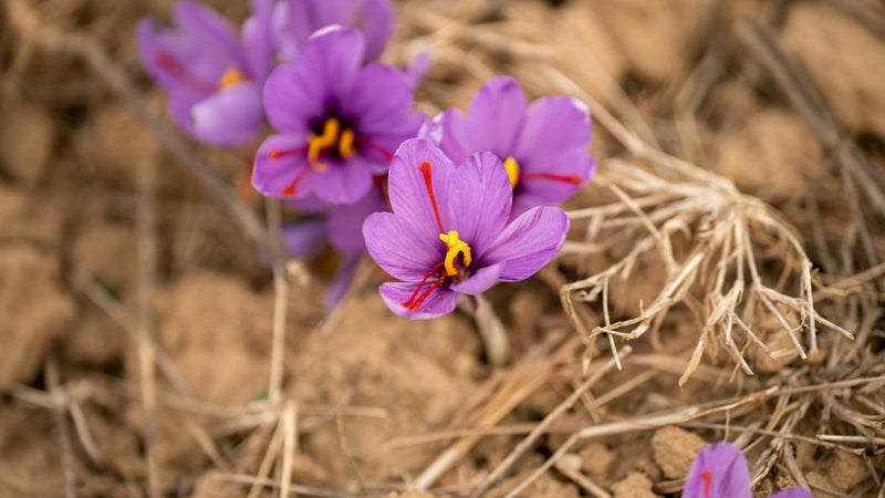 Saffron threads and spices along historic trade routes — Raihan Afghan Super Negin saffron