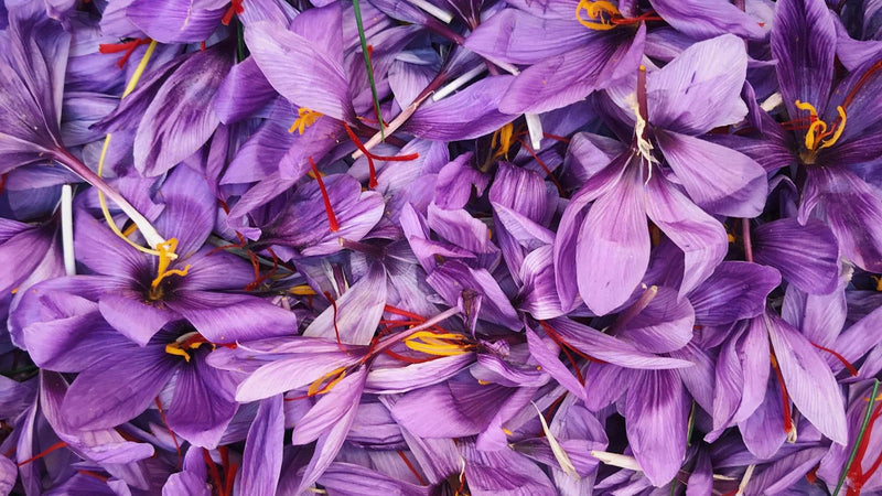 Saffron threads inspected before buying online — Raihan Afghan Super Negin saffron