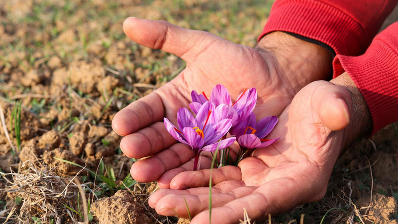 Glass bottle, tin, and bag of saffron threads compared for storage — Raihan Afghan Super Negin saffron