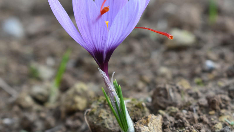 Saffron threads and research notes — Raihan Afghan Super Negin saffron