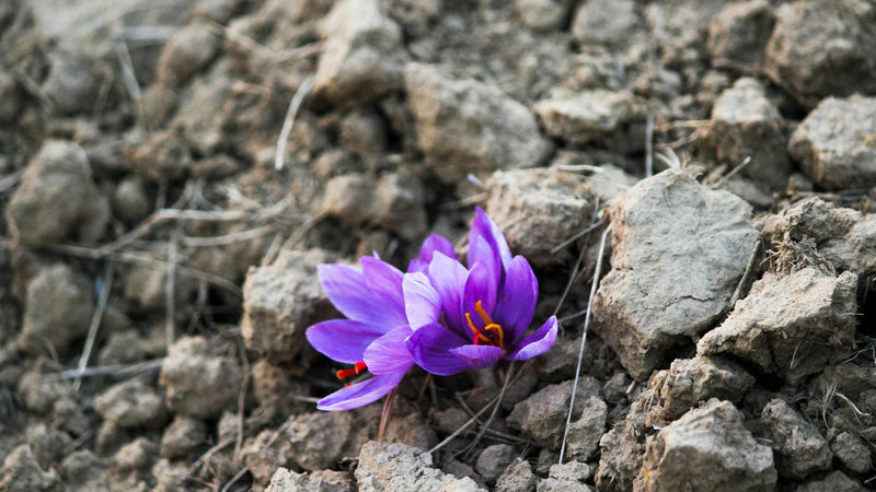 Common saffron buying mistakes checklist with Raihan Afghan Super Negin saffron threads