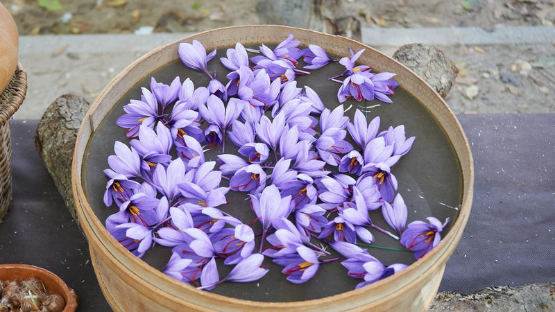 Saffron crocus flowers and threads tracing the spice's ancient history — Raihan Afghan Super Negin saffron